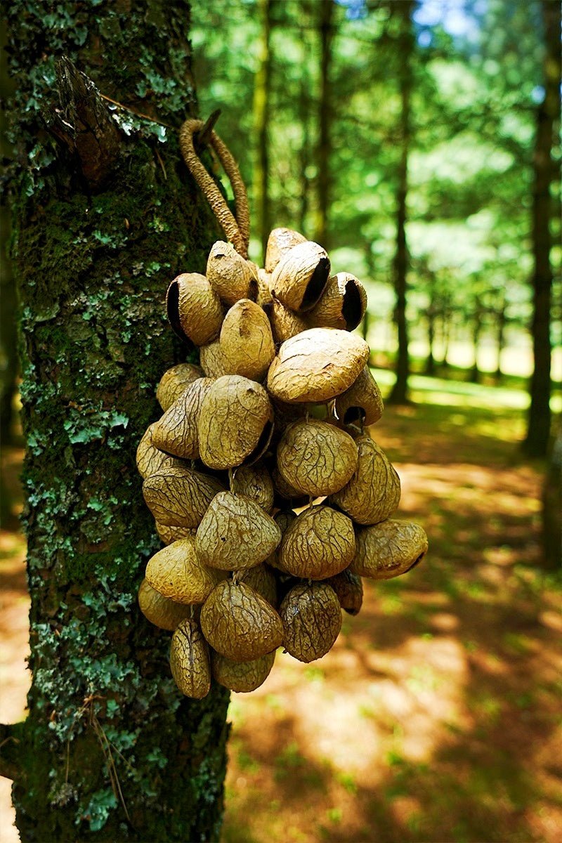Hand Bell | Handmade Panji Seed Shaker