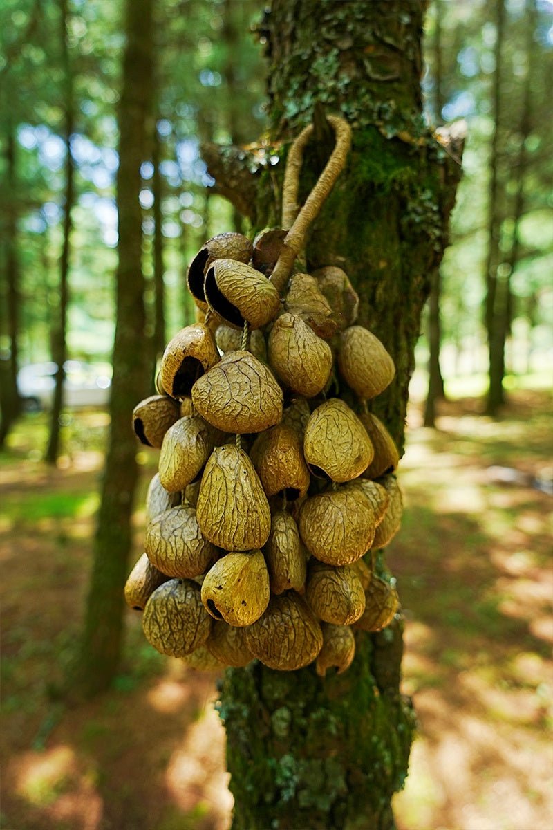 Hand Bell | Handmade Panji Seed Shaker